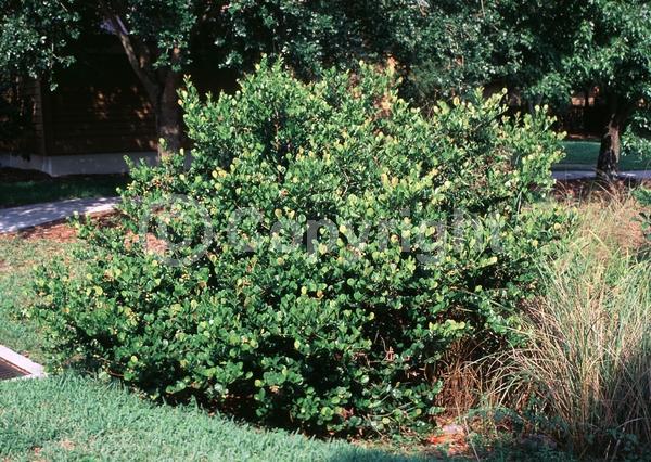 White blooms; Evergreen; Needles or needle-like leaf; North American Native