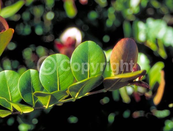 White blooms; Evergreen; Needles or needle-like leaf; North American Native