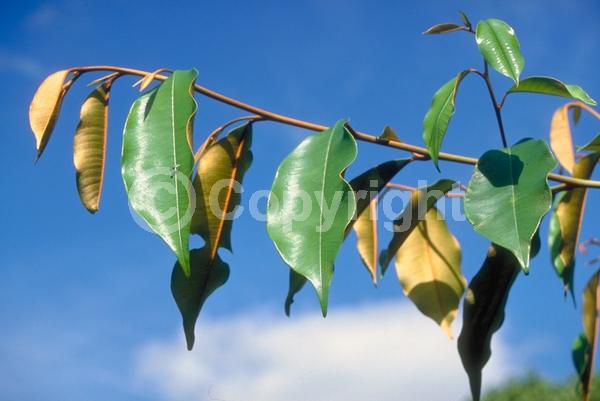 White blooms; Evergreen; Broadleaf; North American Native