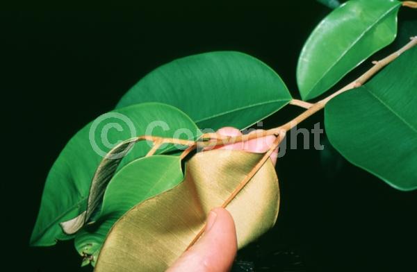 White blooms; Evergreen; Broadleaf; North American Native