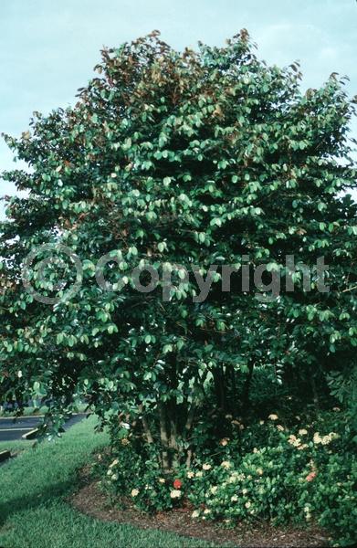 White blooms; Evergreen; Broadleaf; North American Native
