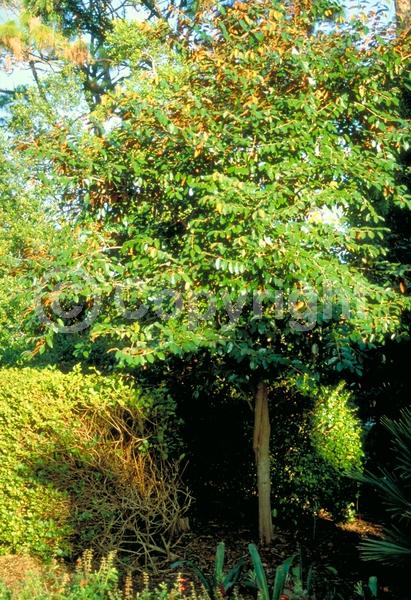 White blooms; Evergreen; Broadleaf; North American Native