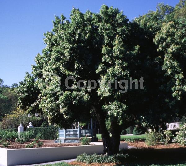 Yellow blooms; Evergreen; Broadleaf