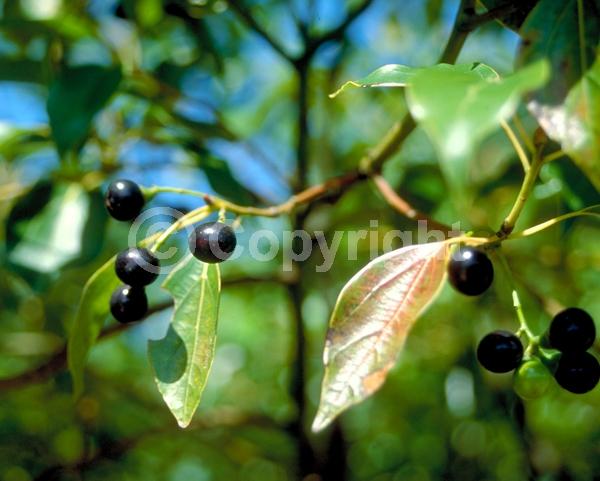 Yellow blooms; Evergreen; Broadleaf