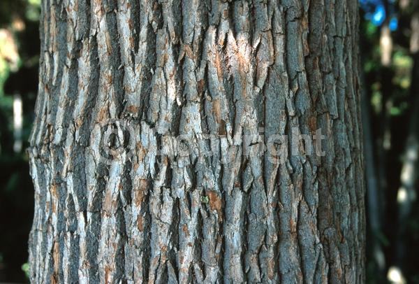 Yellow blooms; Evergreen; Broadleaf