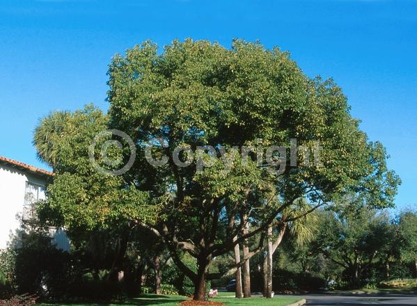 Yellow blooms; Evergreen; Broadleaf
