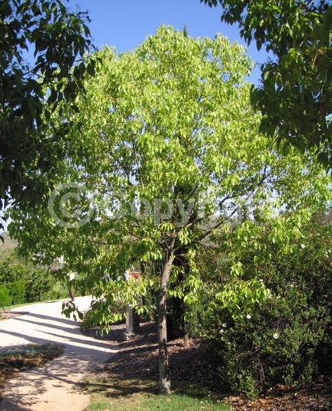 Yellow blooms; Evergreen; Broadleaf