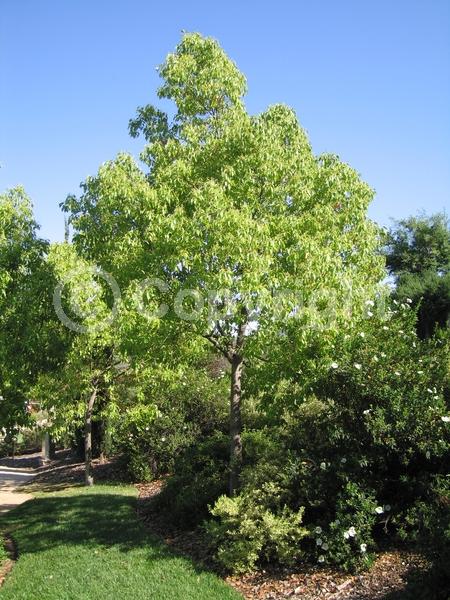 Yellow blooms; Evergreen; Broadleaf