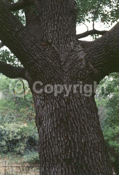 Yellow blooms; Evergreen; Broadleaf