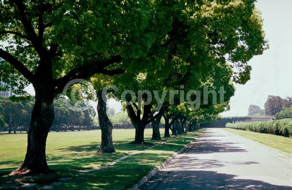 Yellow blooms; Evergreen; Broadleaf