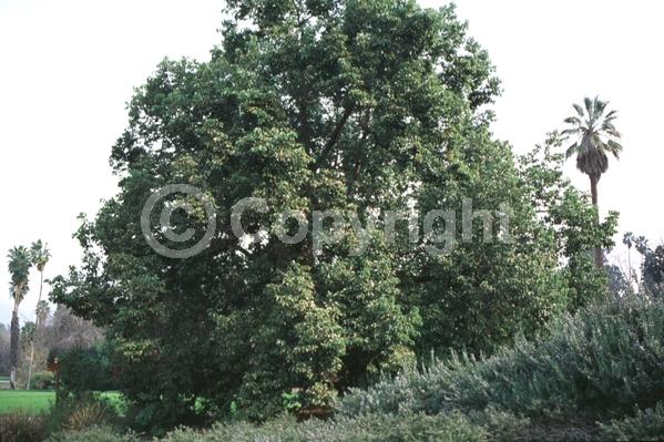 Yellow blooms; Evergreen; Broadleaf