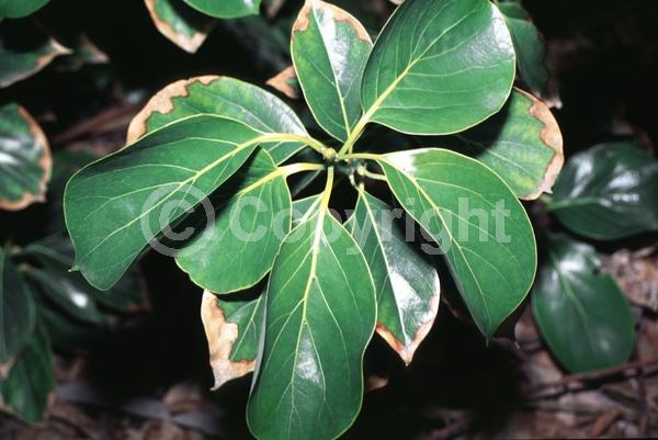 Yellow blooms; Evergreen; Broadleaf