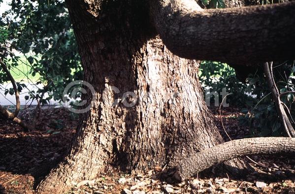 Yellow blooms; Evergreen; Broadleaf