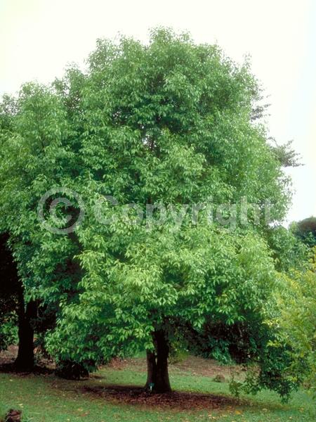Yellow blooms; Evergreen; Broadleaf