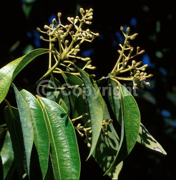 Yellow blooms; Evergreen; Broadleaf
