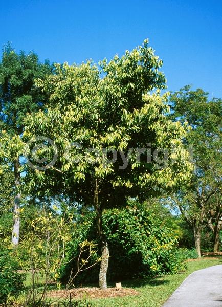 Yellow blooms; Evergreen; Broadleaf