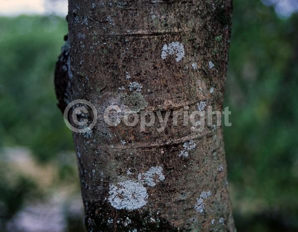 Yellow blooms; Evergreen; Broadleaf