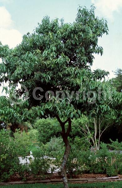 Yellow blooms; Evergreen; Broadleaf