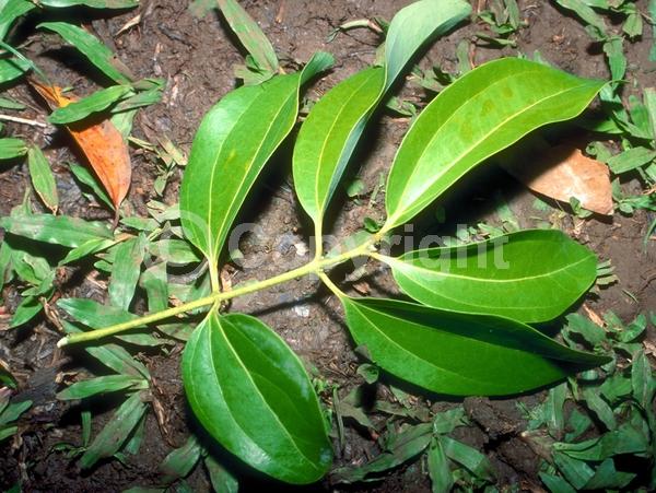 Yellow blooms; Evergreen; Broadleaf
