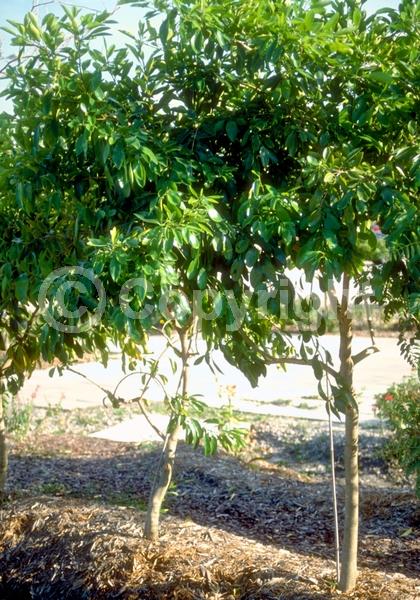 White blooms; Evergreen; Needles or needle-like leaf; North American Native