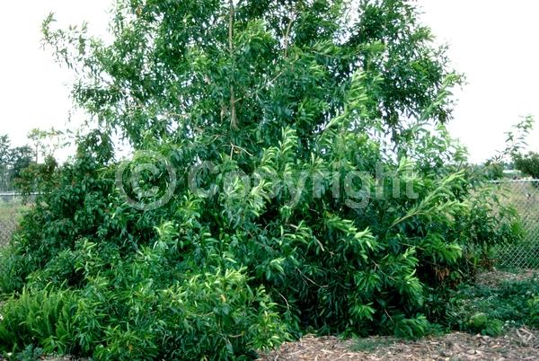 White blooms; Evergreen; Needles or needle-like leaf; North American Native