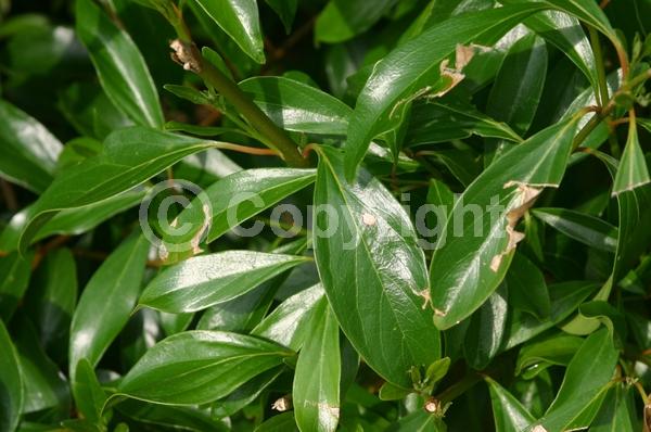 White blooms; Evergreen; Needles or needle-like leaf; North American Native