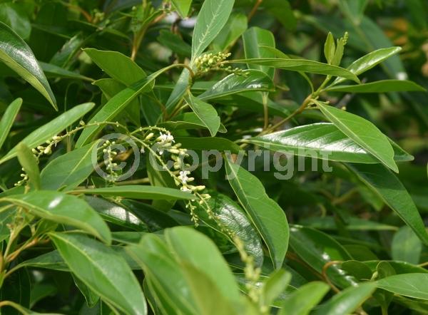 White blooms; Evergreen; Needles or needle-like leaf; North American Native