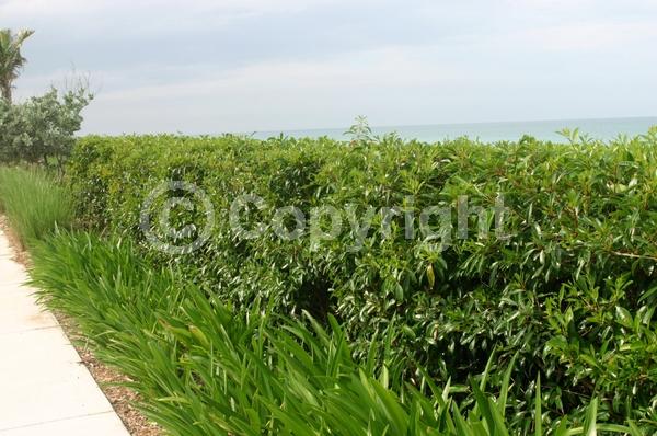 White blooms; Evergreen; Needles or needle-like leaf; North American Native