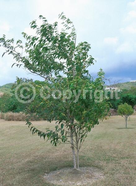 White blooms; Evergreen; Needles or needle-like leaf; North American Native