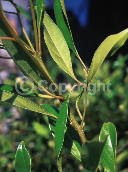 White blooms; Evergreen; Needles or needle-like leaf; North American Native