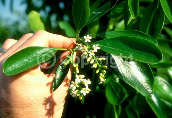 White blooms; Evergreen; Needles or needle-like leaf; North American Native