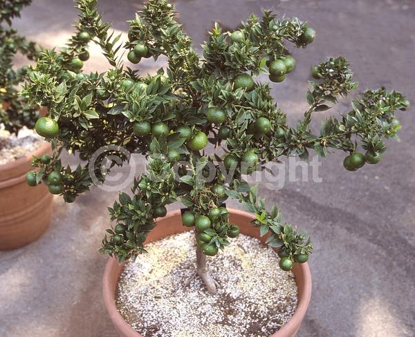 White blooms; Evergreen; Broadleaf