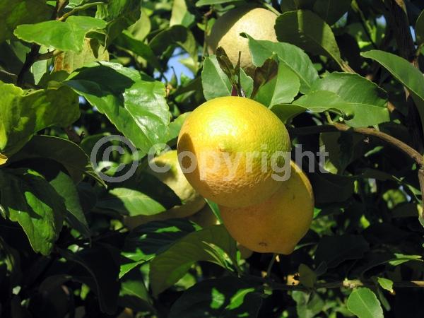 White blooms; Evergreen