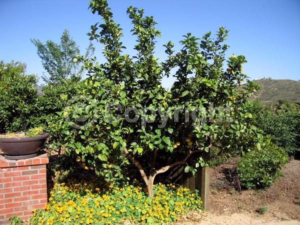 White blooms; Evergreen