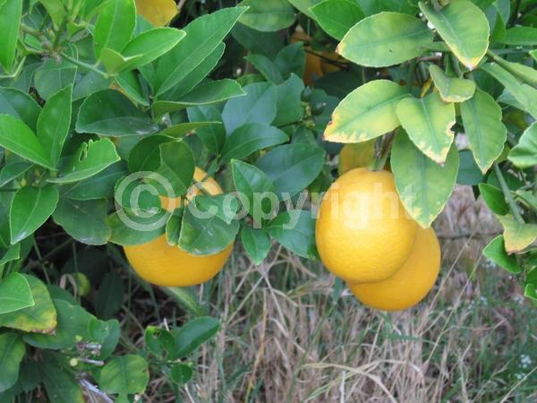White blooms; Evergreen; Broadleaf