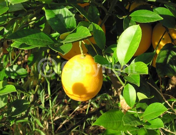 White blooms; Evergreen; Broadleaf