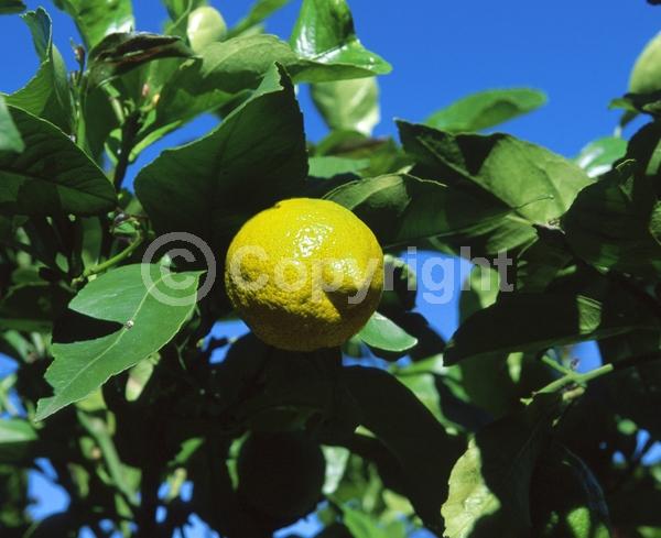 White blooms; Evergreen