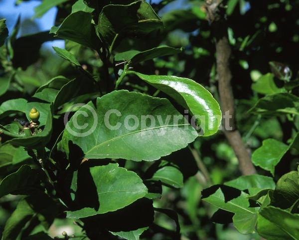 White blooms; Evergreen