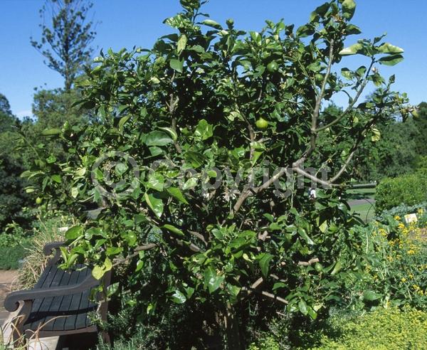 White blooms; Evergreen