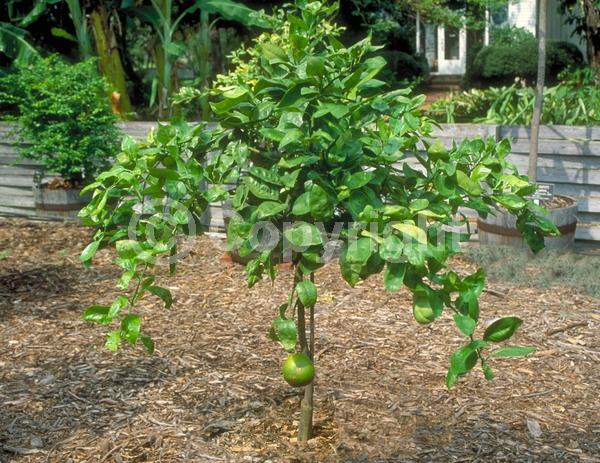White blooms; Evergreen; Broadleaf