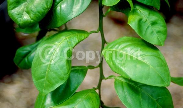 White blooms; Evergreen; Broadleaf