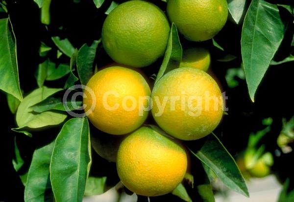 White blooms; Evergreen; Broadleaf