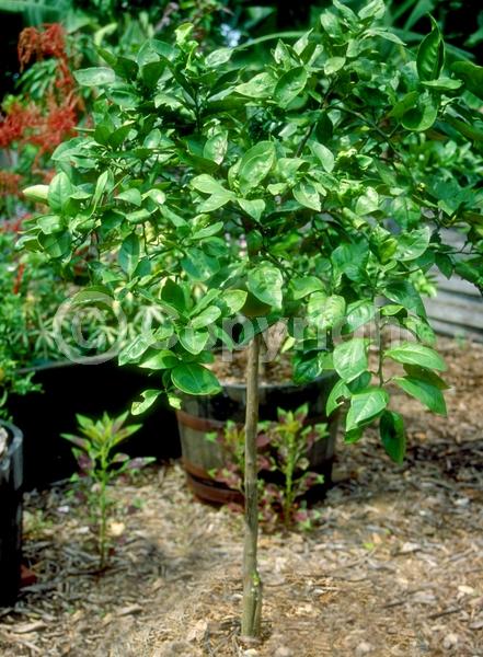White blooms; Evergreen; Broadleaf