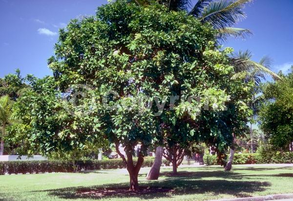 White blooms; Evergreen; Broadleaf