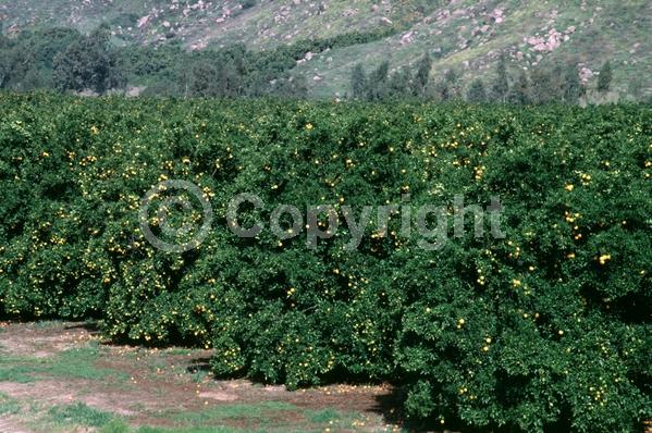 White blooms; Evergreen; Broadleaf
