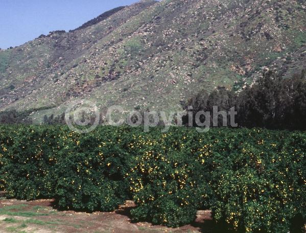 White blooms; Evergreen; Broadleaf