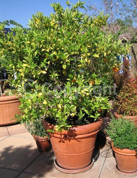 White blooms; Evergreen; Broadleaf