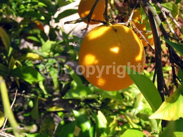 White blooms; Evergreen; Broadleaf
