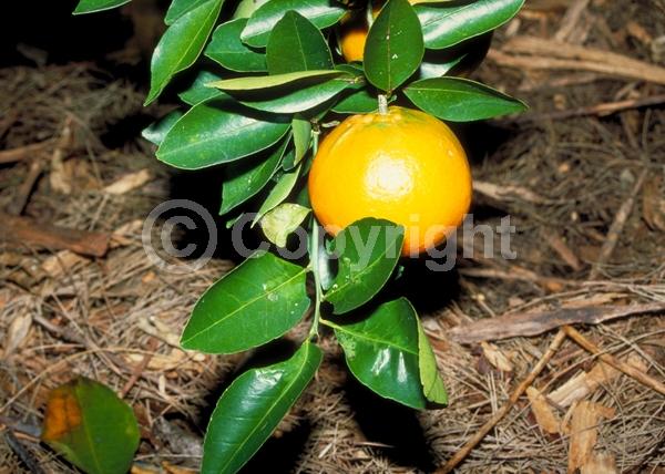 White blooms; Evergreen; Broadleaf