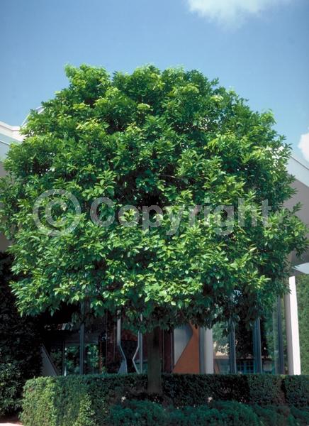 White blooms; Evergreen; Broadleaf